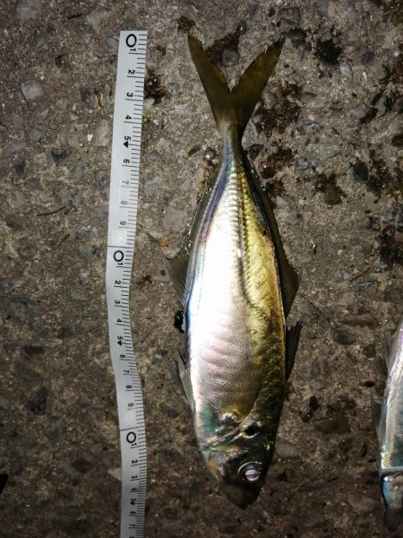 アジの回遊ありました