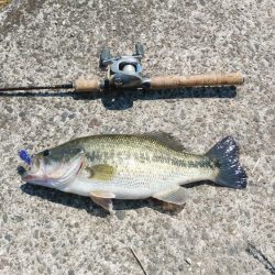 レイトスポーン