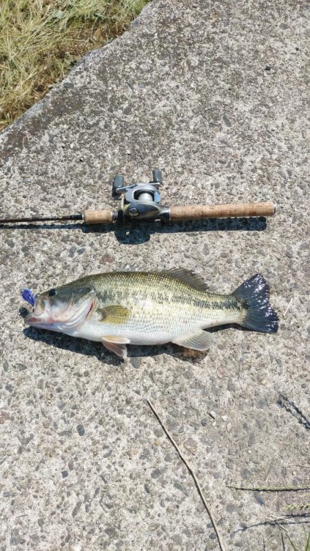 レイトスポーン