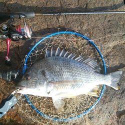 ライトゲーム(^^)楽しいデス♡♬♬♬