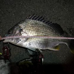 2022/05/18 南港ライトゲーム釣行