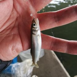 2022/05/19 大阪市内河川 稚鮎釣り