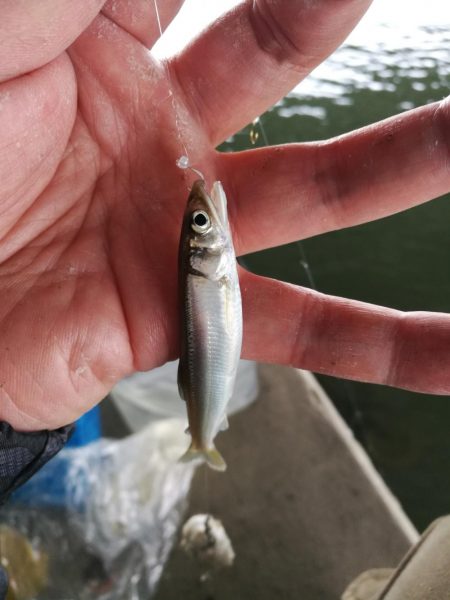 2022/05/19 大阪市内河川 稚鮎釣…