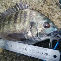 釣り日和(^^)大漁