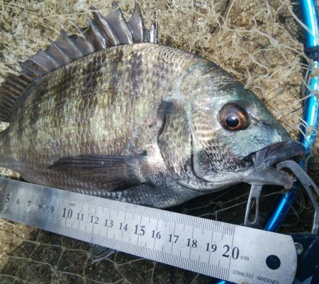釣り日和(^^)大漁