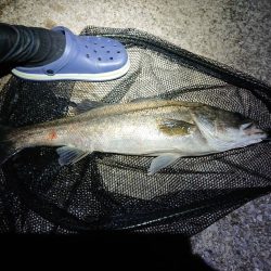 仕事終わりのエラ洗い