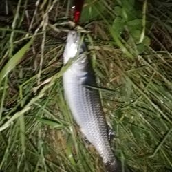 バチ抜けシーバス狙い！