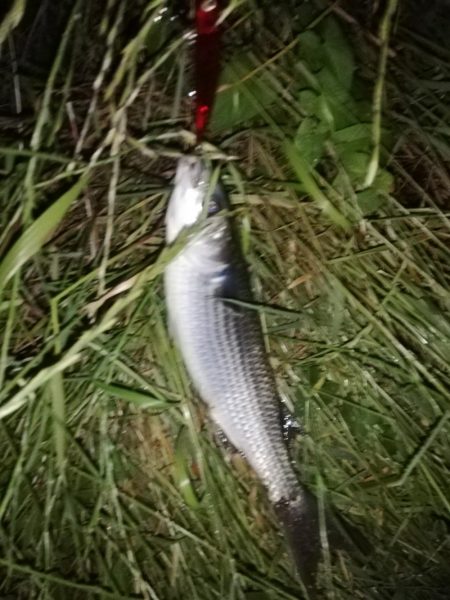 バチ抜けシーバス狙い！