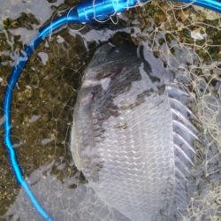 キビレ釣りは楽しい(^^)