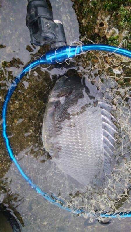 キビレ釣りは楽しい(^^)