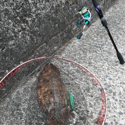 初イカ記録更新