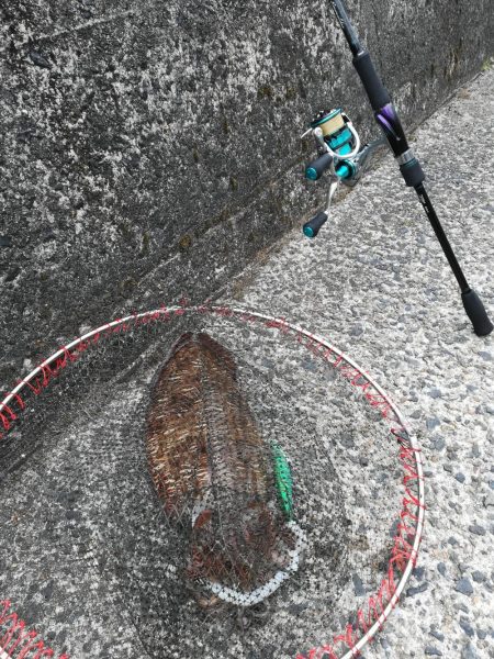 初イカ記録更新