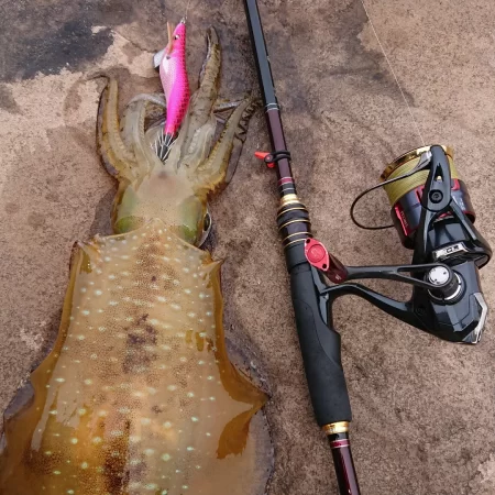 墨族釣果投稿⑨