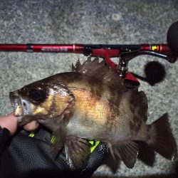 2022/05/20 南港ライトゲーム釣行 ~短時間~