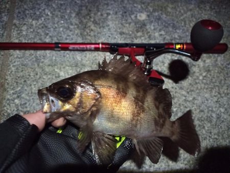 2022/05/20 南港ライトゲーム釣行 ~短時間~