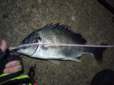 2022/05/21 南港ヘチ釣り釣行