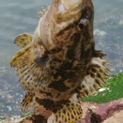 (^^)絶好調!!タケノコメバル