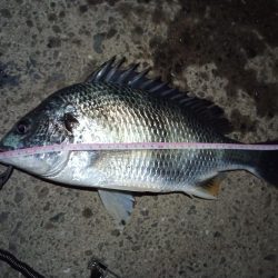 2022/05/22 南港ヘチ釣り釣行　～短時間～