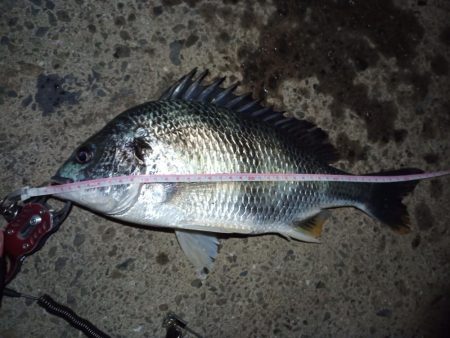 2022/05/22 南港ヘチ釣り釣行　～…