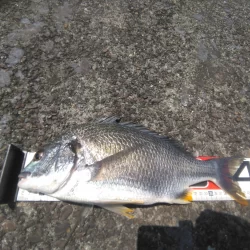 朝からかくれんぼ