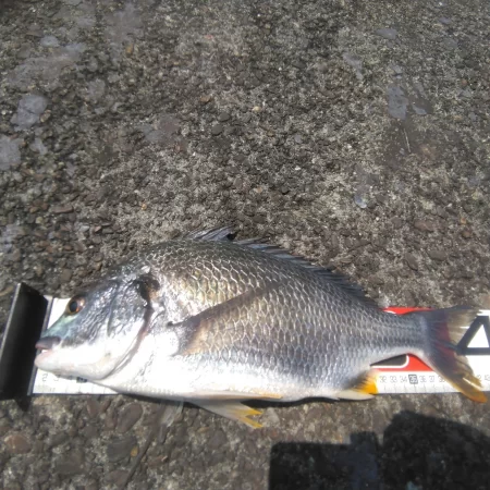 朝からかくれんぼ