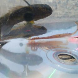 ハゼ釣り日和(@^▽^@)