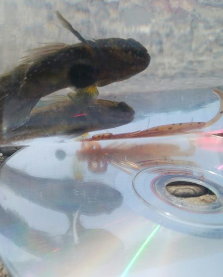 ハゼ釣り日和(@^▽^@)