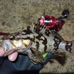 2022/05/23 南港ライトゲーム釣行