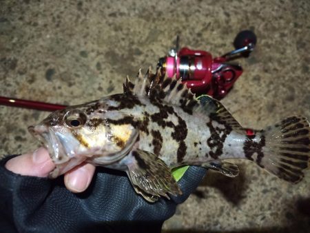 2022/05/23 南港ライトゲーム釣行…