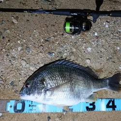 このキビレ…デカい 芦屋浜にて