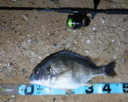 このキビレ…デカい  芦屋浜にて