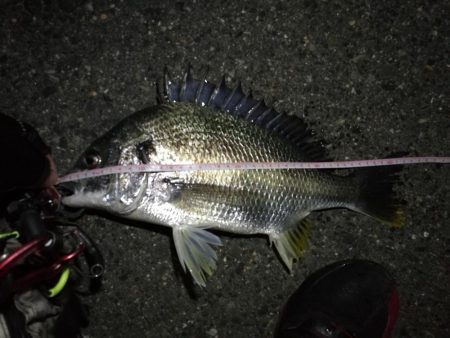 2022/05/24 南港ヘチ釣り釣行