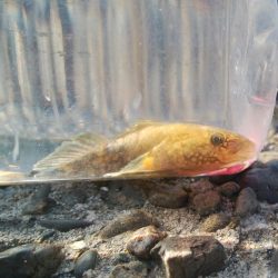 (^^)一日中!のんびりハゼ釣り