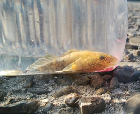 (^^)一日中!のんびりハゼ釣り