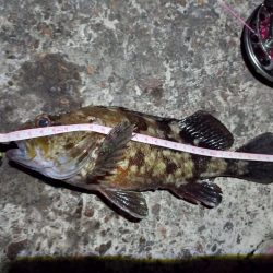 2022/05/25 南港ヘチ釣り釣行