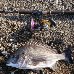 明石サーフ ルアーでチヌ