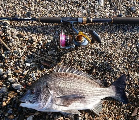明石サーフ ルアーでチヌ