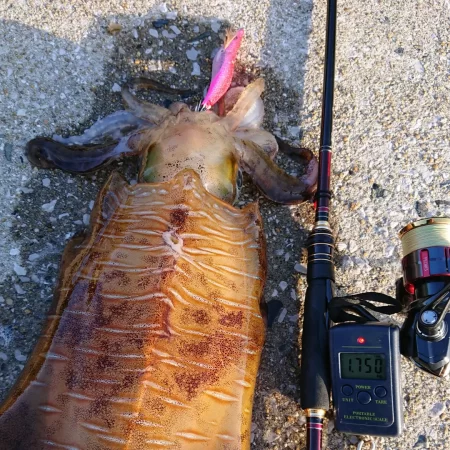 墨族釣果投稿⑪