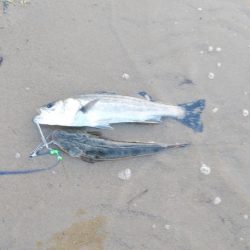 ウェーディングでシーバス60cm、マゴチ48cm