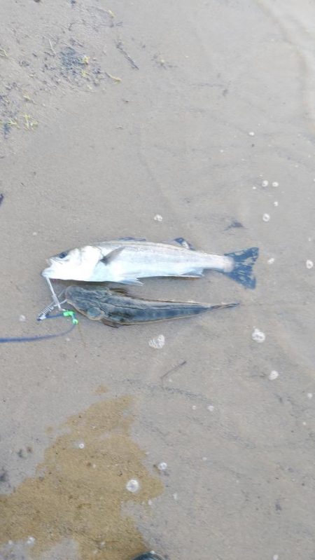 ウェーディングでシーバス60cm、マゴチ48cm