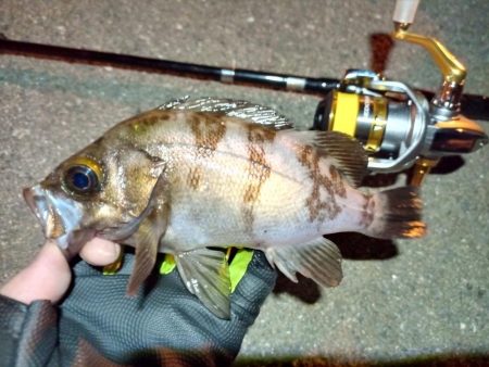 2022/05/27 南港ライトゲーム釣行…