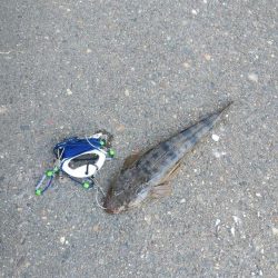 宮津シーバス&マゴチ