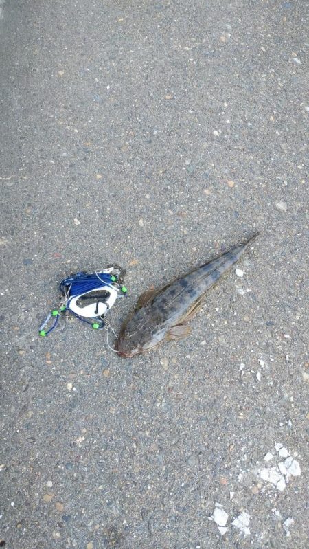 宮津シーバス&マゴチ