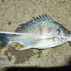 2022/05/29 南港ヘチ釣り釣行