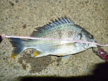 2022/05/29 南港ヘチ釣り釣行