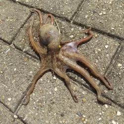 今シーズン初タコ!