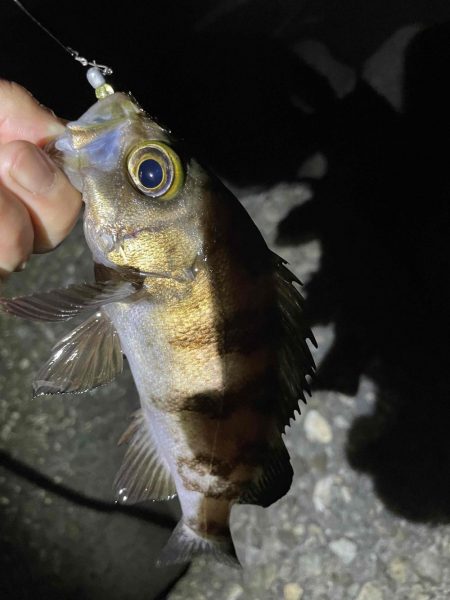 癒しのメバリング