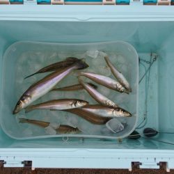 キス釣り まだ早い?