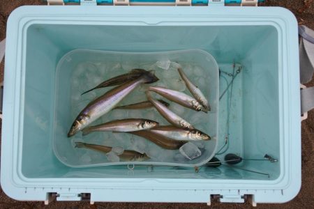 キス釣り まだ早い?