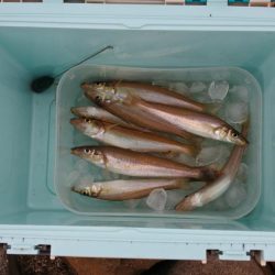 キス釣り 食いは渋い